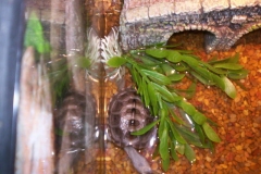 He39s-hungry_299654945