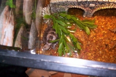 Just-chillin_1170911373