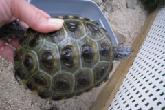 Female_1906666366