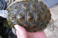 Male_1158880477