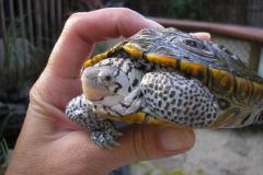 Male_1488020016