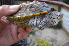 Male_151799367