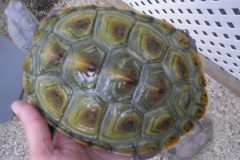 Nemo_378374600