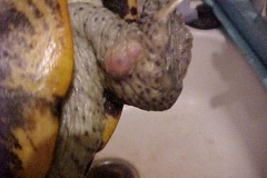James39-turtle1_567463709