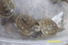 Jasons Terrapins
