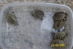 Hatchlings_2131615521