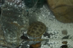 Jaspers Tank