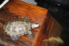 Big-female-basking_1858689178