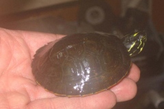 Picture-018_307161709