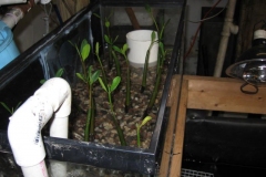 mangrove-filter-2_1154898918