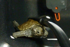 Scuba
