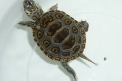 juv1_baby