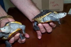 Texas-Pair_1605573082