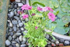 African-Violets_1390426125