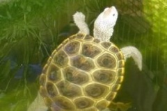 Dot-Growing-up-so-fast_2033881830