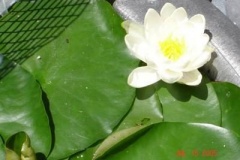 Finally-a-Lily-flower_2031065158