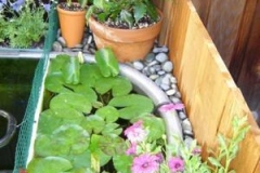 Lily-side-of-pond_1760855445