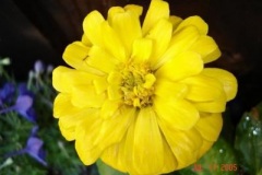 Mum39s-bring-some-color-too..._1468662690