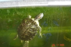 Pinchy_63603031