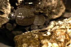 Turtle_02_1316780248
