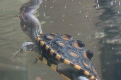 Closeup-of-Orange39s-Shell_824871877