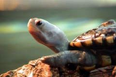 Closeup-of-Spotless39-head_1676477542