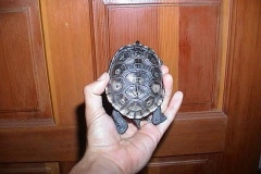 Dried-out-shell-2_165737848