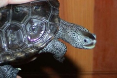 Face-2_2067312932