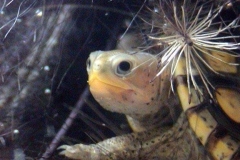 Face-of-Light-2_2022789134