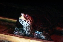 Flordia-enjoying-some-night-light_1743983179