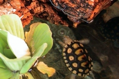 Good-Shot-of-Light_1354009049