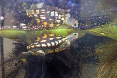 Light-in-water_1687817766