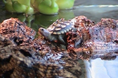 Light-on-log_564954457