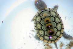 Light-one-in-bowl_507815187