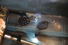 Orange-and-Spotless_1415483912