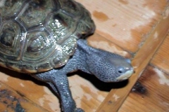 Sarah-an-Centrata-2_960796850