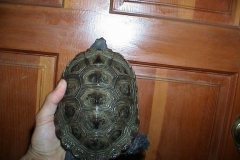 Sarah-an-Centrata_1912690717