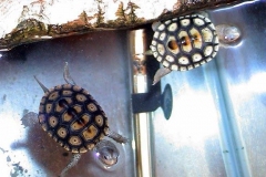 Spec-and-Lightshelled_830958520