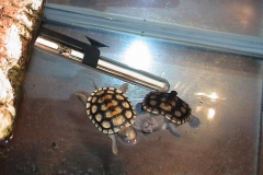 Spotless-and-Lightshelled_1152762664