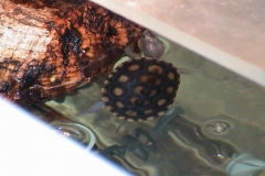 Spotless-by-log_1612904871