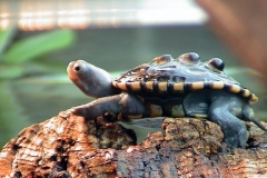 Spotless-on-log-2_1473327688