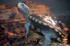 Spotless-on-log_1671183445