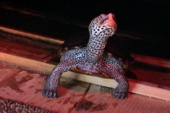 What-you-looking-at_1822891914