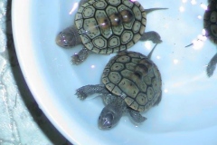 two-light-ones_1857983884