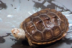 Light-Skinned-With-Perfect-Shell