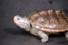 Side-View-Light-Skinned