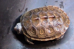 Top-View-Light-Skinned