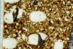 hatching1
