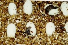 hatching3
