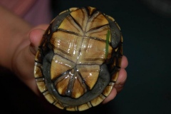 underside_1811077423